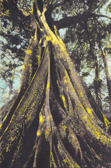 Arborescence, Kerala, Inde © Etienne Pierart &  Colorisation artistique Manuela Noble